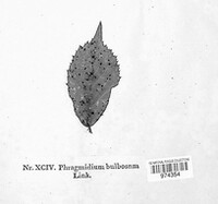 Phragmidium bulbosum image